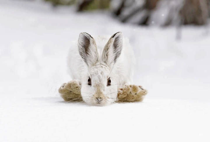 Raquetes de neve, Parque Nacional das Montanhas Rochosas, EUA.