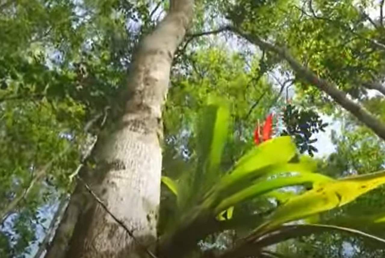 Curiosidade 2: Significado da palavra Brasil - Você sabe o significado da palavra Brasil? Bem, a palavra significa “vermelho como brasa”, assim como a sua origem vem da árvore Pau Brasil, que é avermelhada. 