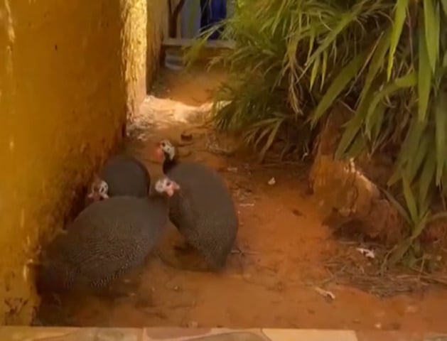 São três galinhas d'Angola, que se tornaram xodós dos estudantes na Escola Classe  (EC) 64. O Jornal de Brasília ouviu a direção da escola, que contou sobre a luta para acabar com os escorpiões. 