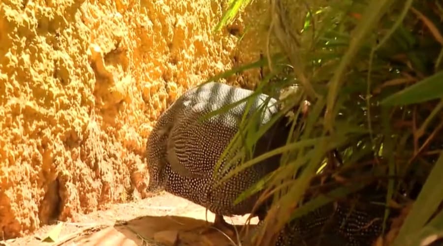 Entramos em contato com a vigilância ambiental e eles falaram que não tinham veneno para escorpião e que poderiam apenas orientar como eliminar a comida dos escorpiões, como barata e outros insetos. Pagamos uma empresa para dedetizar toda a escola e mesmo após a dedetização apareceram dois escorpiões”, disse o diretor. 