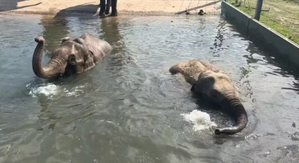 A morte de um dos elefantes aconteceu ainda no útero da mãe. Já o outro perdeu a vida porque a mãe não conseguiu alimentá-lo. Neste segundo caso, a equipe do zoológico forneceu ração para o filhote, mas ele não resistiu ao ter contraído uma infecção por deficiência de nutrientes e vitaminas.
