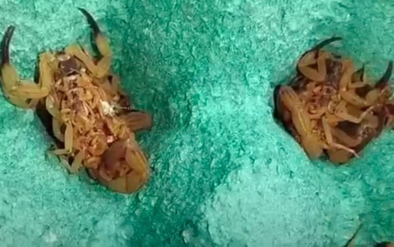 Centenas de escorpiões foram capturados e levados ao Laboratório de Artrópodes do Instituto Vital Brazil  para estudo e extração de veneno. 
