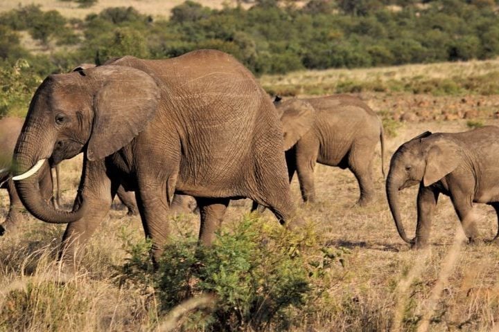 O elefante é o maior mamífero terrestre e tem duas espécies: o africano e o asiático. 