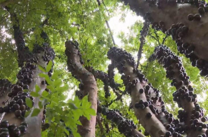 Você sabia que a adubação é fundamental para garantir o crescimento saudável e a frutificação abundante da jabuticabeira?