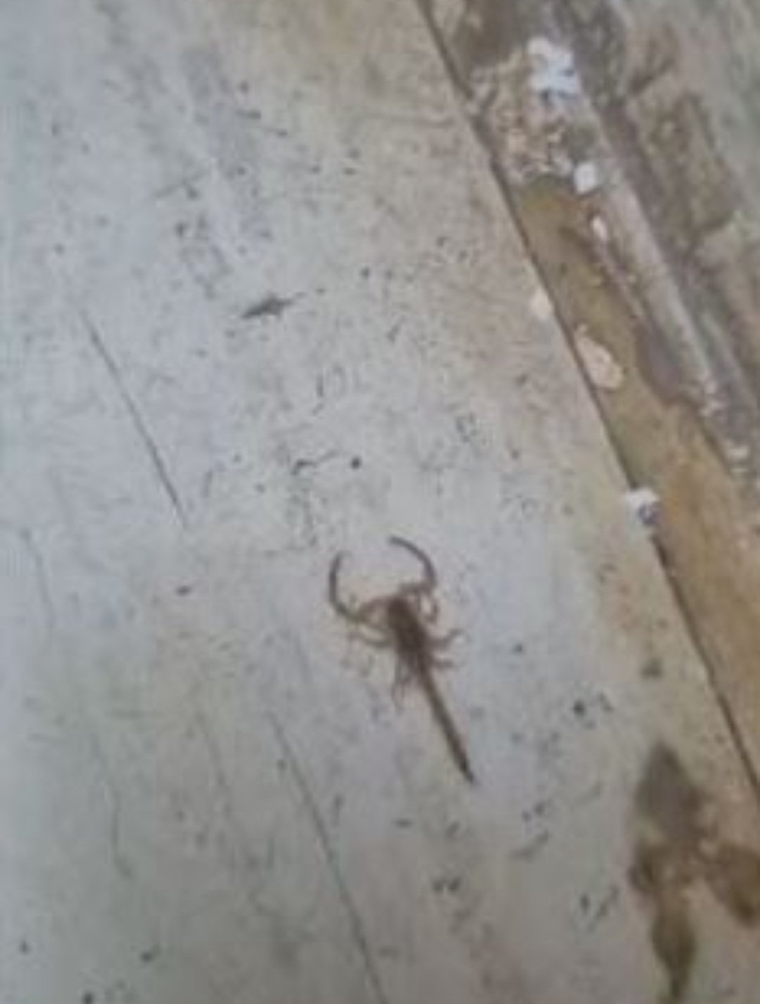 Um escorpião atacou um prestador de serviços na sede do Detran que fica na Asa Norte, em Brasília. O Detran disse que escorpiões sempre aparecem ali, mas não na quantidade dos últimos dias. O órgão divulgou imagens dos artrópodes.