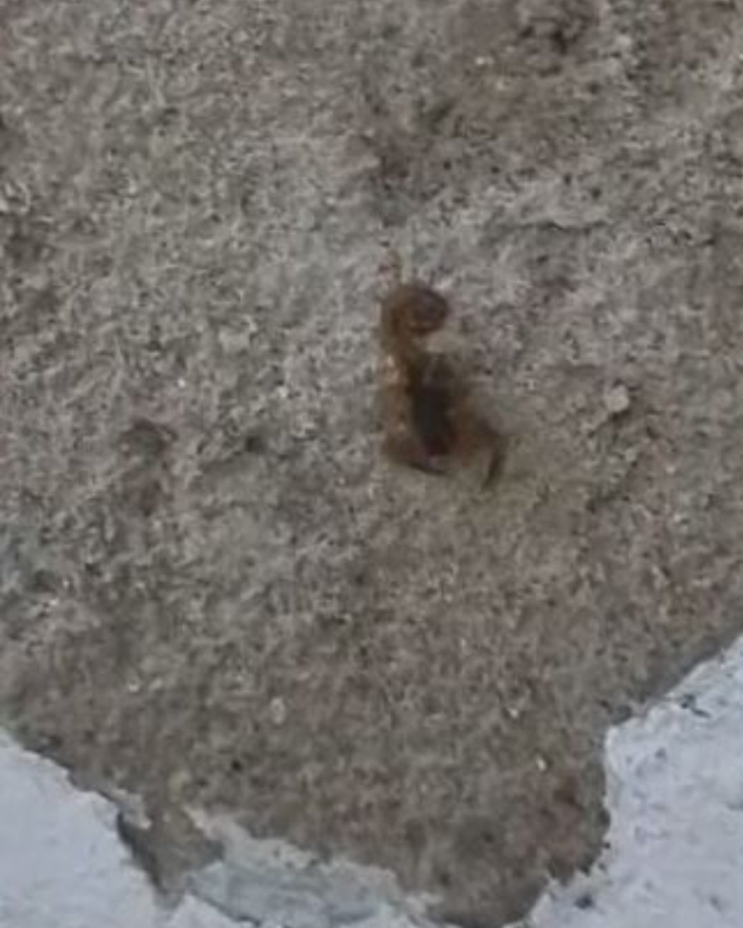 Oito foram vistos na área ao mesmo tempo, o que gerou preocupação. A dedetização é feita a cada quatro meses, mas, por causa do ocorrido, foi feita uma extraordinária.  