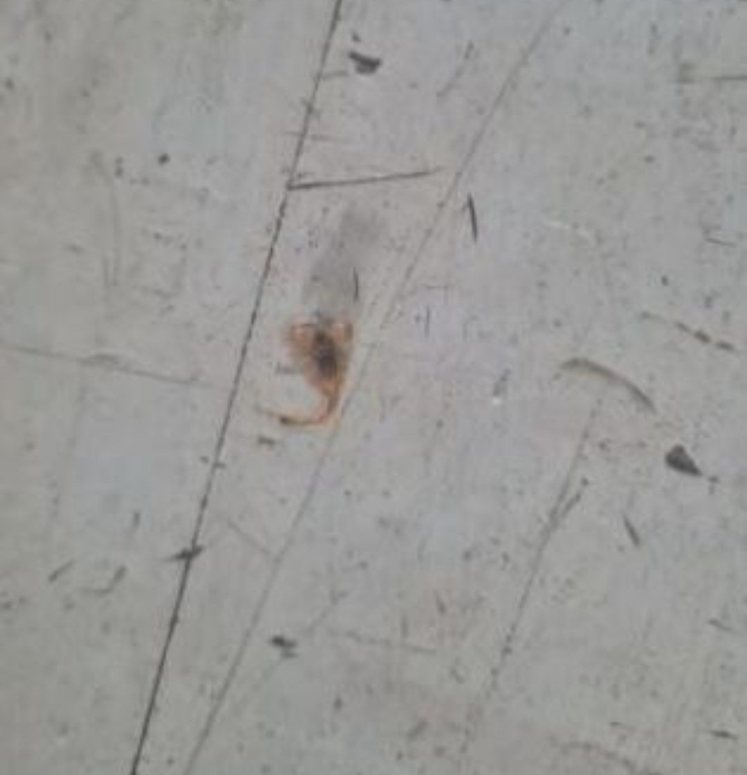 O funcionário foi atendido e está fora de perigo, mas os escorpiões, por serem venenosos, são uma preocupação constante nos locais onde há mata. 