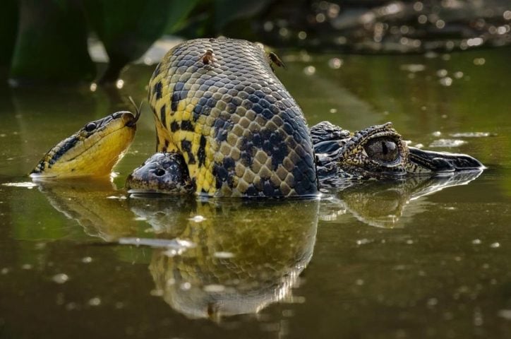 Sua foto, capturada no Pantanal sul-mato-grossense, retrata uma luta entre uma sucuri e um jacaré. Karine venceu na categoria “Comportamento: anfíbios e répteis”.