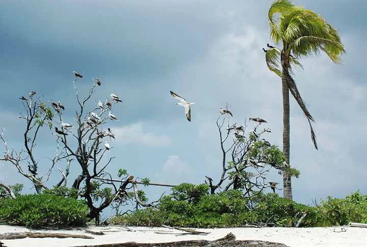 Eles são ilhas coralinas, geralmente em forma de anel, que circundam uma lagoa central. Além disso, se formam ao redor dos picos submersos de vulcões extintos e desempenham um papel crucial na cultura e na subsistência das comunidades locais.