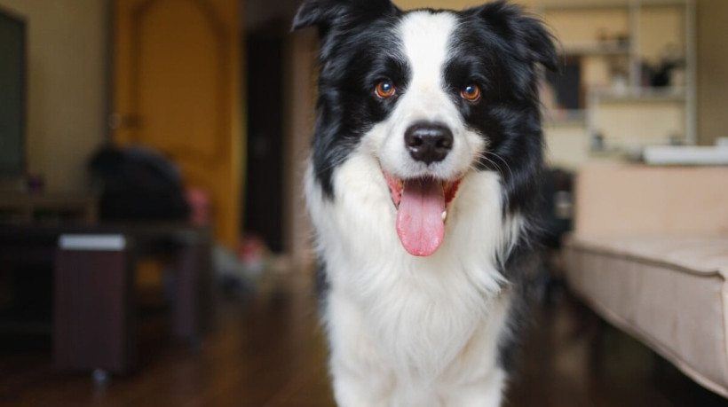 A coceira é um processo natural dos cães, mas o tutor deve ficar atento (Imagem: Julia Zavalishina | Shutterstock) 