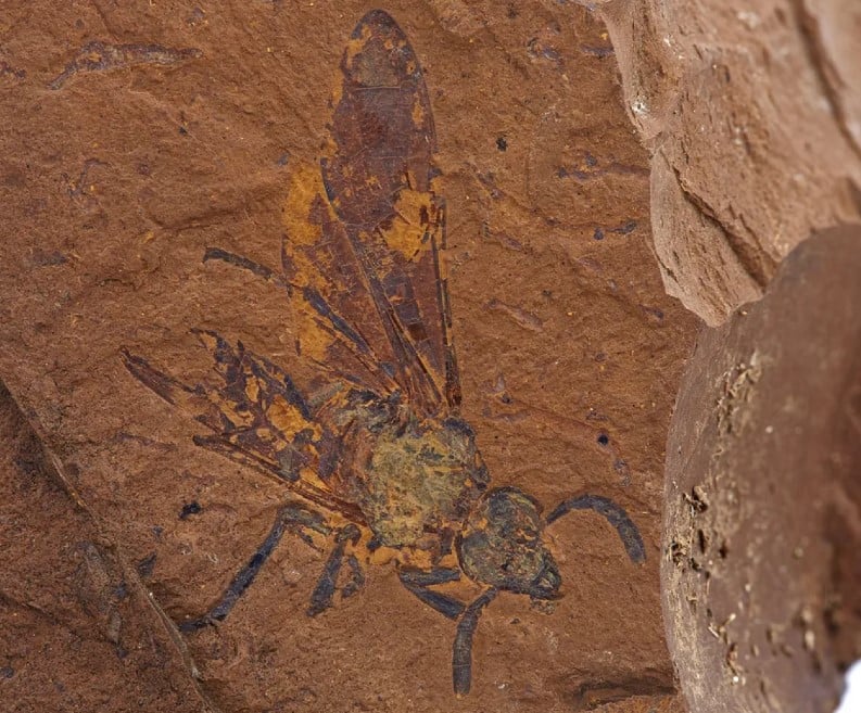 Um grupo de pesquisadores encontrou em Novas Gales do Sul, na Austrália, o fóssil  de uma espécie extinta e até então desconhecida de mosca-serra. O inseto fossilizado deve ter entre 11 e 15 milhões de anos. 
