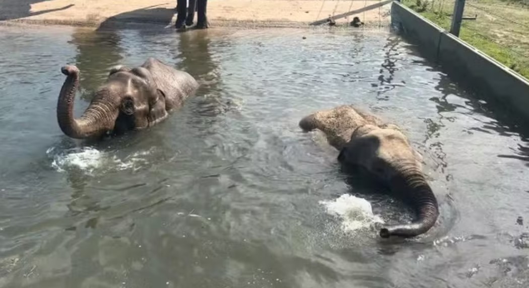 A morte de um dos elefantes aconteceu ainda no útero da mãe. Já o outro perdeu a vida porque a mãe não conseguiu alimentá-lo. Neste segundo caso, a equipe do zoológico forneceu ração para o filhote, mas ele não resistiu ao ter contraído uma infecção por deficiência de nutrientes e vitaminas.
