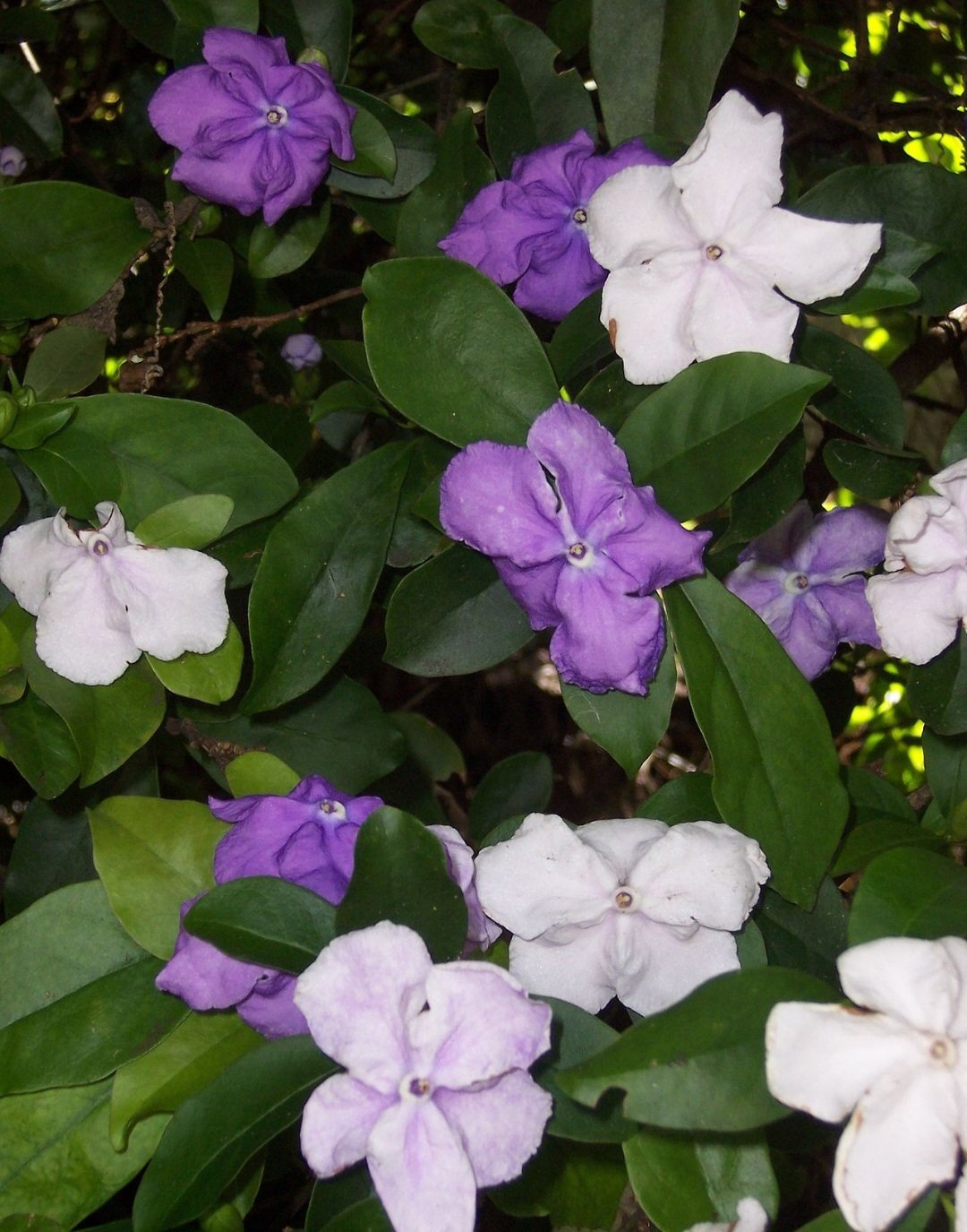 Manacá-de-jardim (Brunfelsia uniflora): Originária da América do Sul, é cultivada como ornamental. Possui toxinas que afetam o sistema nervoso, causando convulsões e vômitos.

