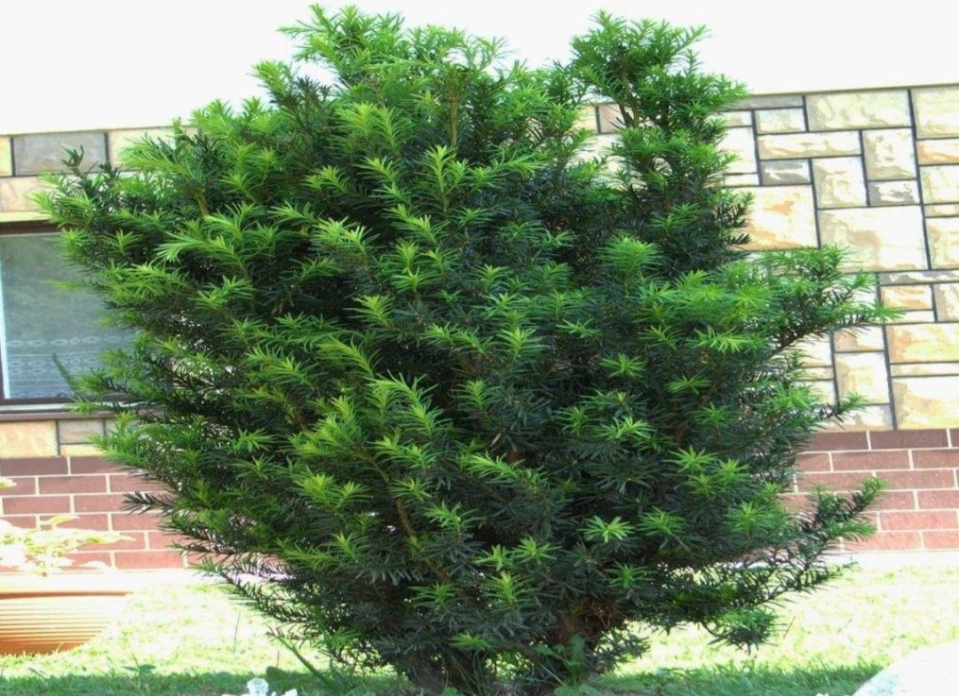 Teixo (Taxus baccata): Nativo da Europa, cresce em regiões temperadas. Todas as partes da planta, exceto o arilo, contêm taxina, uma toxina que pode causar parada cardíaca.
