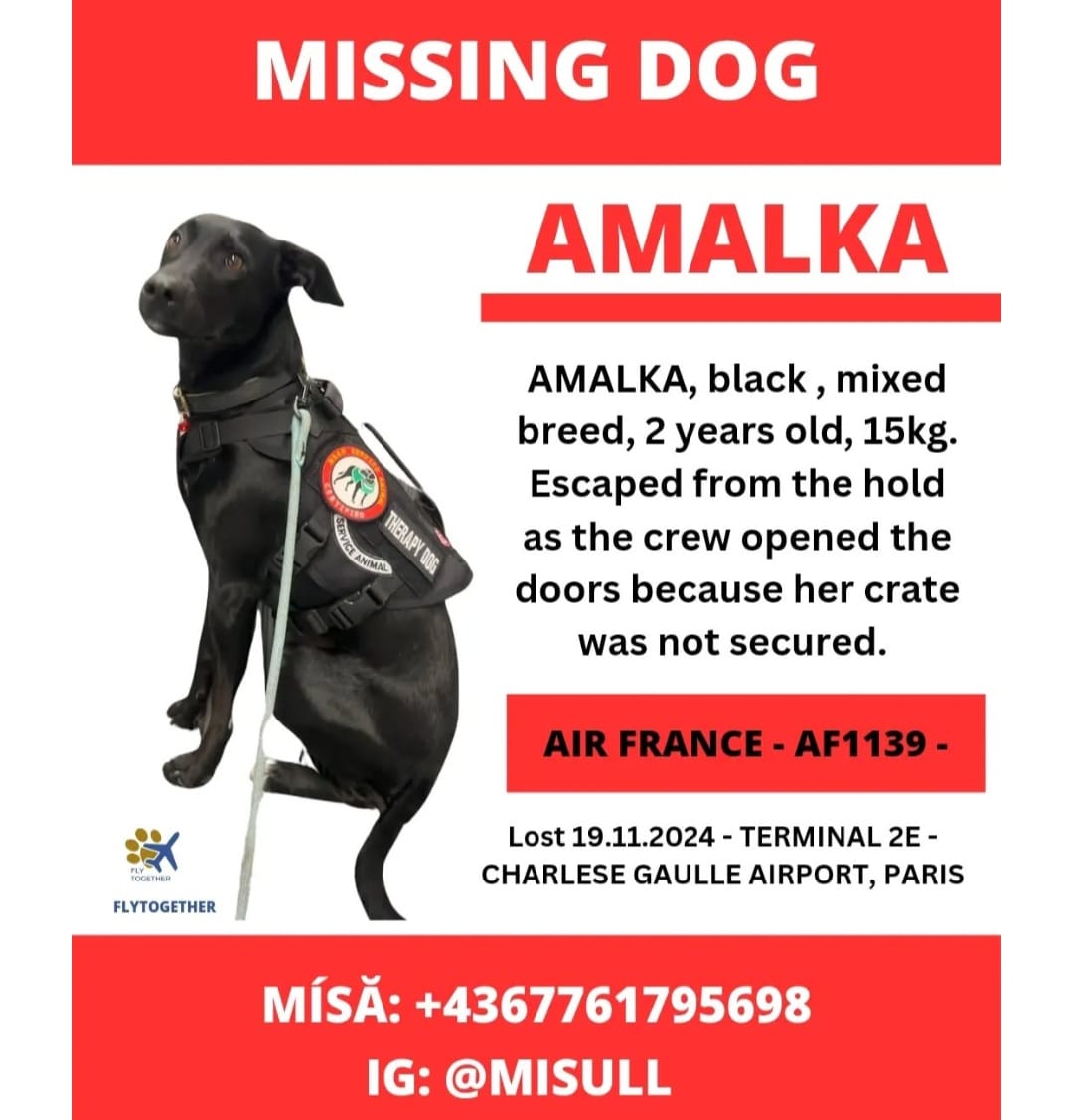 Uma cadela chamada Amalka, de dois anos e sem raça definida, passou a perambular pelo aeroporto  Charles de Gaulle, em Paris, após escapar de sua caixa de transporte num avião da Air France.