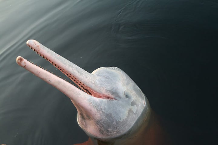 Já espécies menores, como o golfinho-do-rio (ou boto), encontrado em rios como o Amazonas, têm em média 1,5 a 2,5 metros de comprimento e pesam entre 50 e 120 kg.