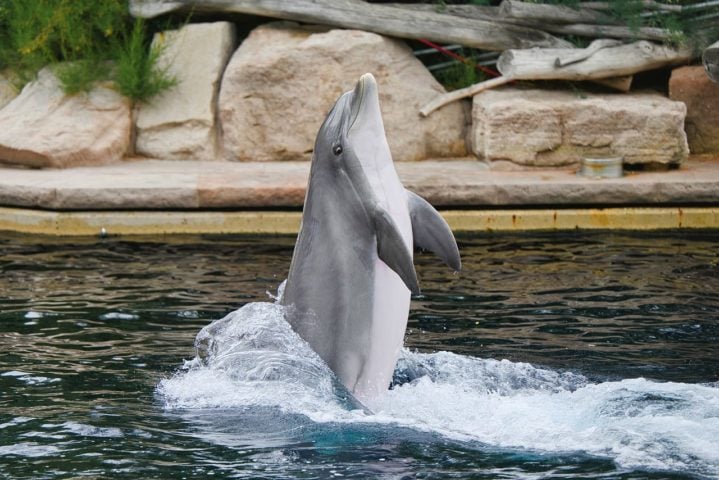 Por serem mamíferos e terem respiração pulmonar, os golfinhos precisam subir constantemente e à superfície. 