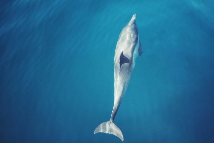 Há cinco anos, um golfinho-roaz foi encontrado vagando sozinho em uma área incomum para sua espécie, algo atípico para animais que vivem em grupo. 