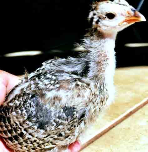 Um criadouro de aves que fica na cidade de Macuco, no estado do Rio de Janeiro, registrou o nascimento de um filhote raro. É um híbrido, mistura de galinha D'angola Branca com galo Brahma Azul. 