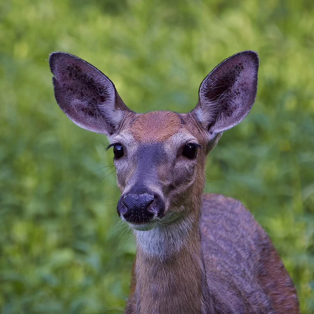 No Brasil, os Estados com maior população de cervos são  São Paulo, Paraná, Rio Grande do Sul, Goiás, Minas Gerais e Bahia.
