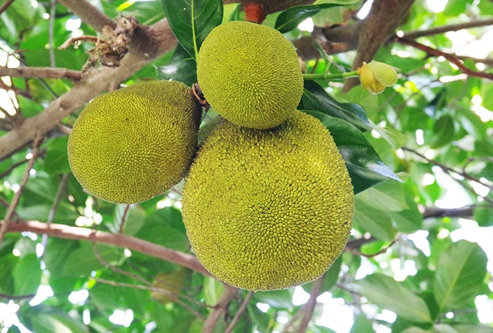 O consumo mais comum da fruta é in natura, mas pode ser comida fresca, em saladas de frutas, compotas, xaropes, doces e geleias.