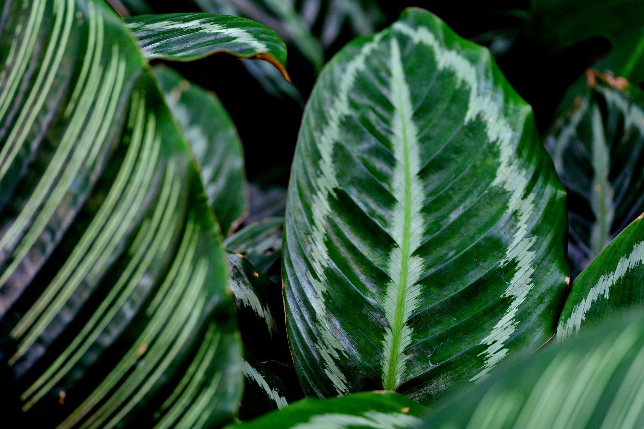 A Calathea (Calathea ornata) encanta com suas folhas que exibem listras rosa e verdes, criando um contraste fascinante. Nativa da América do Sul, ela é amplamente cultivada como planta ornamental, especialmente em ambientes internos, devido à sua resistência e beleza única.
