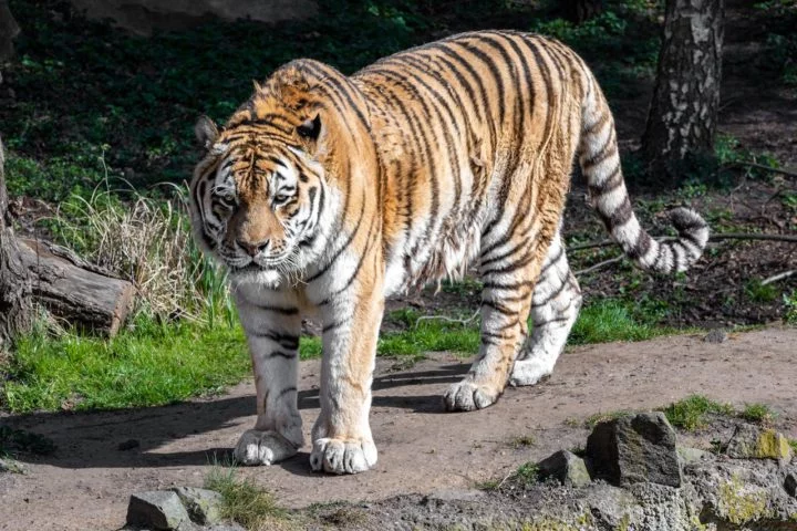 Tigres: Além das listras no pelo, a pele dos tigres também tem listras. Os tigres são grandes felinos carnívoros que habitam florestas e savanas da Ásia. Vivem de 10 a 15 anos na natureza.