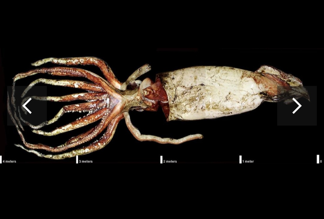 Lulas-gigantes: Seus olhos podem ter até 30 centímetros de diâmetro, os maiores do reino animal. São moluscos gigantescos dos oceanos profundos. Vivem cerca de 5 anos.
