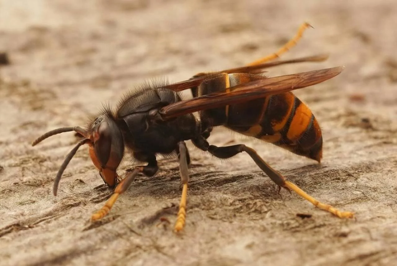 Você já recebeu picada de vespa ou marimbondo? Esses insetos têm um potencial perigoso, embora também desempenhem papéis essenciais no equilíbrio ecológico. 