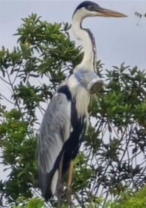 As imagens de uma garça com um copo entalado no pescoço viralizaram nas redes sociais. O flagrante foi feito no Rio de Janeiro e causou comoção diante da agonia da ave.