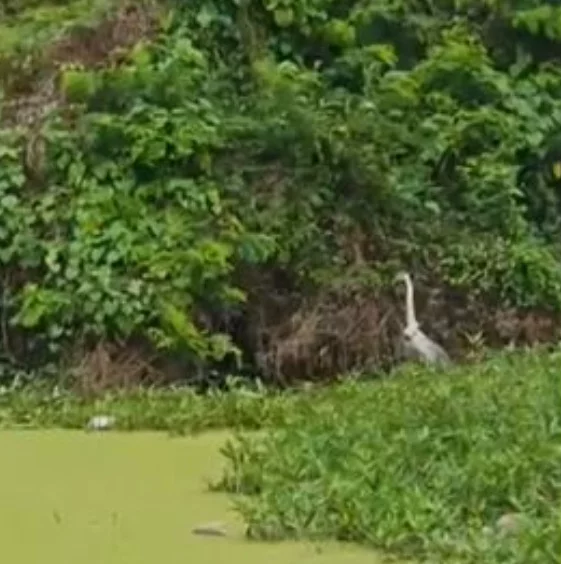 O objetivo é tentar salvar o animal, já que o copo no pescoço certamente será fatal  nas circunstâncias em que a ave se encontra. Ela vai morrer se o objeto não for retirado.