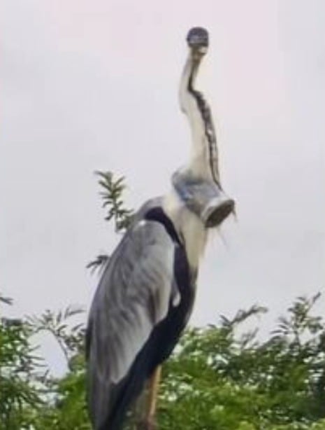 A garça foi avistada na Estrada do Rio Morto, no Recreio do Bandeirantes, bairro da zona oeste do Rio. O veterinário Jeferson Pires avisou a patrulha ambiental que tenta encontrar  a ave.

