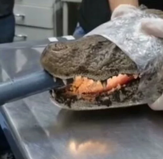 Um caso recente foi o de um jacaré que estava com um saco plástico no estômago. Ele foi resgatado na Lagoa da Barra da Tijuca e levado para um procedimento delicado. 