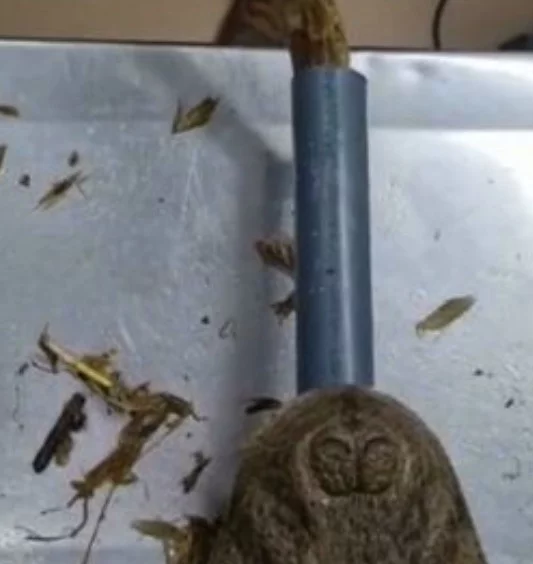 Os veterinários usaram um tubo para fazer a ligação com o organismo do jacaré e , por ali, puxaram o saco plástico , como se vê na captura da imagem (a ponta do saco plástico no alto). 