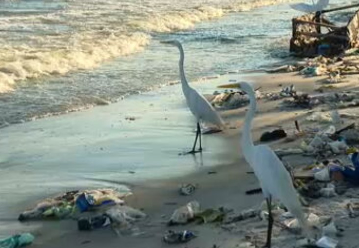 Fisicamente, as garças têm caracteristicas que chamam atenção: pernas longas, bico afilado e plumagem branca; elas podem medir até 1 metro e pesar 1,5 kg.
