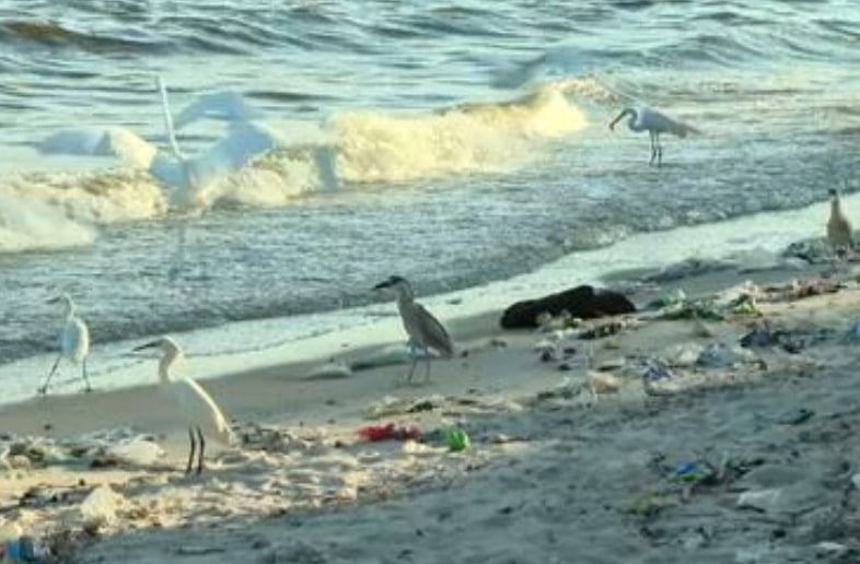 No estado do RJ, habitam a Restinga de Maricá, a Lagoa Rodrigo de Freitas e o Parque Nacional da Tijuca. O problema é o acúmulo de lixo que pessoas jogam e que expõe os animais ao perigo. 