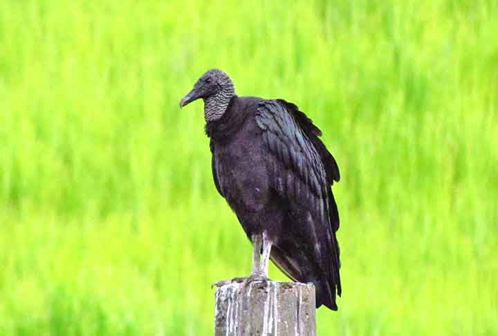 No primeiro sábado de setembro, comemora-se o Dia Internacional de Conscientização sobre os Urubus. A data foi escolhida com o objetivo de sensibilizar a população sobre a importância que os urubus têm para o ambiente e para os humanos.