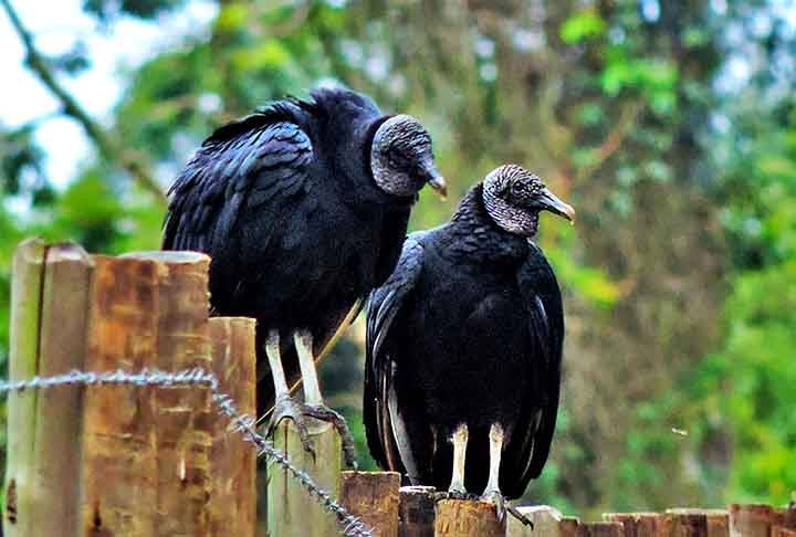 Os abutres são animais muito semelhantes fisicamente com os urubus e ambos se destacam por se alimentarem de animais mortos. Entretanto, os abutres pertencem a outra família de aves, a Accipitridae, mais próximas de águias e gaviões. 