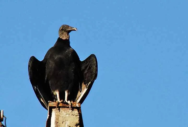 Por se alimentarem de animais em decomposição, os urubus são bastante encontrados em cidades que apresentam problema de saneamento básico. Eles são vistos em lixões, matadouros e em locais em que há lixo disperso.