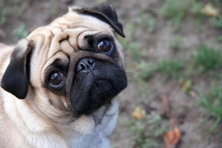 Pug - Cão originário da China, tem o sistema respiratório comprimido e, por isso, não pode fazer muita atividade física. Apesar disso, possui expectativa de vida alta e boa genética. É amável e carinhoso  com as pessoas.
