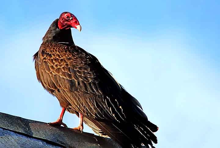 Eles são famosos pelo hábito de se alimentar de carniça, tal qual o abutre. Apesar da prática parecer desagradável torna-se essencial para a limpeza do ambiente. 