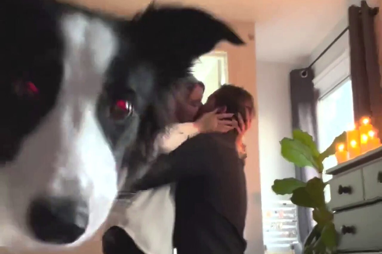 Cães dóceis que protagonizam momentos divertidos sempre chamam atenção na web. Em novembro de 2023, uma adorável Border Collie, chamada Maika, apareceu em um vídeo de pedido de casamento do noivo de sua tutora, Aislinn Corlett.