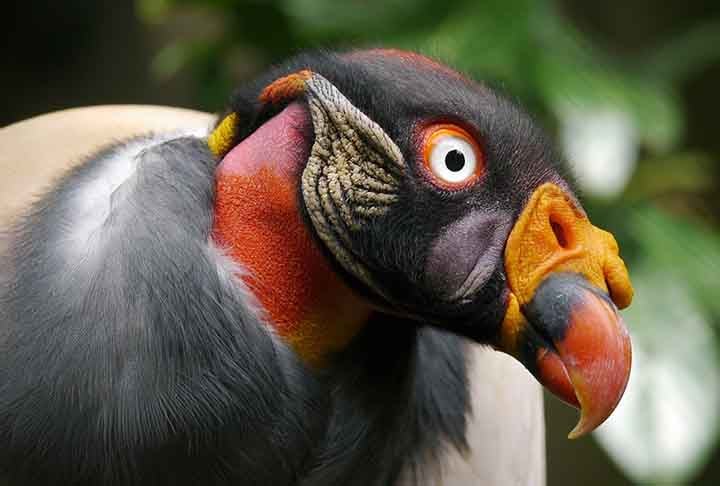 O urubu-rei (Sarcoramphus papa) é um dos maiores urubus do Novo Mundo, com comprimento total variando de 67 a 81 centímetros e envergadura de 1,2 a 2 metros.