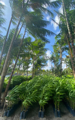Plantação de açaí no Ceará é feita pela Agropar em Paracuru