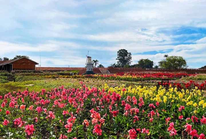 O projeto inicial dos imigrantes holandeses era fazer de Holambra a maior produtora de leite da região, e não de flores. Entretanto, por problemas relacionados ao clima, o gado vindo da Holanda não se adaptou e toda a produção minguou.