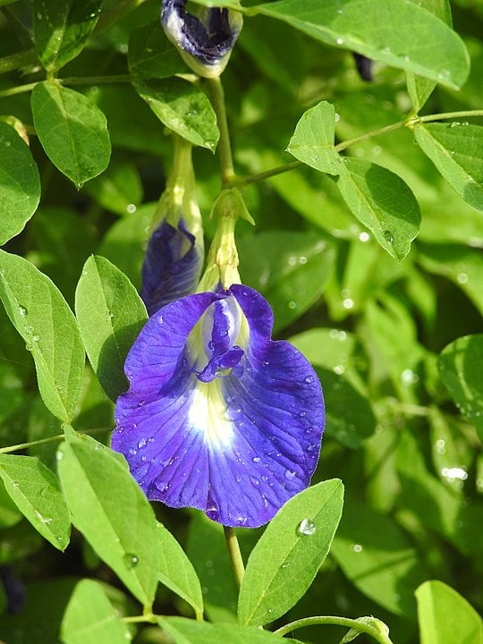 A clitória-azul (Clitoria ternatea), nativa da Ásia tropical, tem flores azuis usadas na culinária e medicina tradicional. É valorizada pelo chá feito com suas pétalas, que muda de cor com variação de pH, e por suas propriedades antioxidantes.