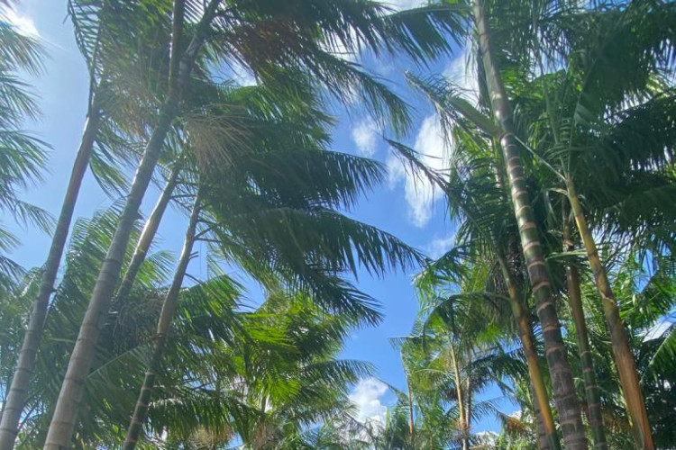 Plantação de açaí no Ceará é feita pela Agropar em Paracuru 