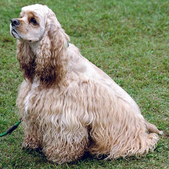 Cocker Spaniel - Com origem nos Estados Unidos, esse cão de porte médio costuma aparecer em listas de cães mais populares do mundo. É companheiro e muito ligado à família. 