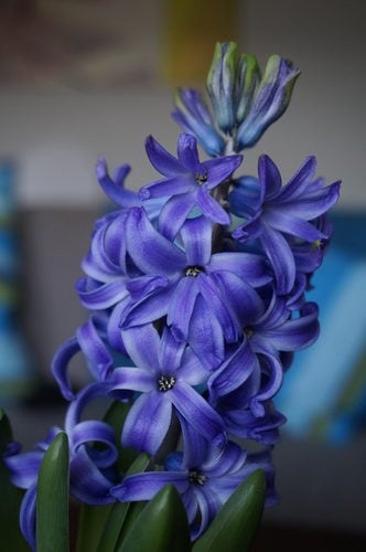 Jacinto azul ( Hyacinthus) é uma flor bulbosa que pertence ao gênero , conhecida por suas fragrantes flores em forma de sino agrupadas em hastes verticais. Originária do Mediterrâneo e da Ásia Ocidental, é amplamente cultivada como planta ornamental. Além de sua beleza, simboliza constância e sinceridade em diferentes culturas.
