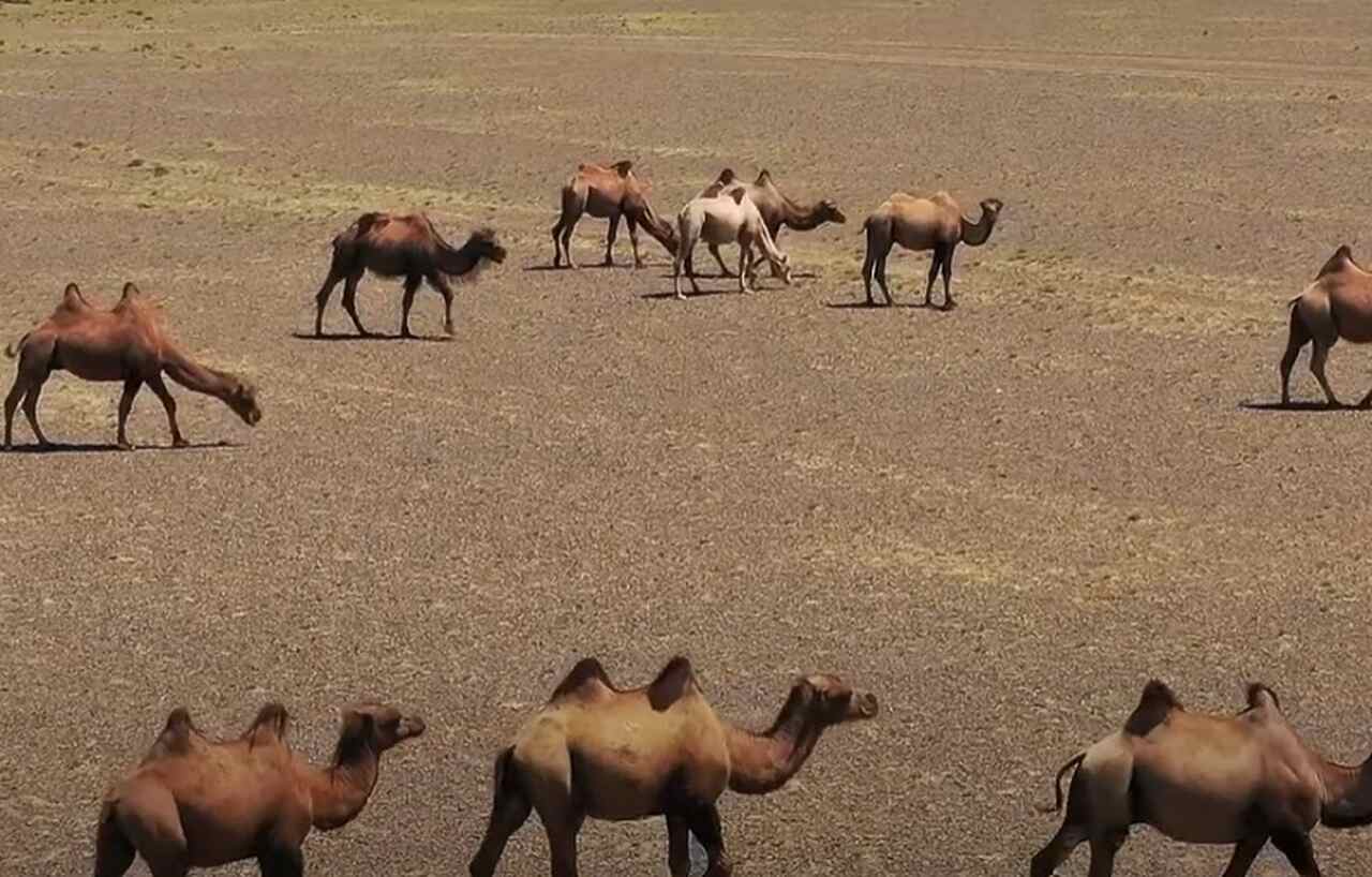 Com poucas glândulas sudoríparas e uma baixa taxa de transpiração, eles são capazes de suportar um aumento de até 6°C em sua temperatura corporal interna sem começar a suar, o que os ajuda a evitar a perda de água em condições extremas.